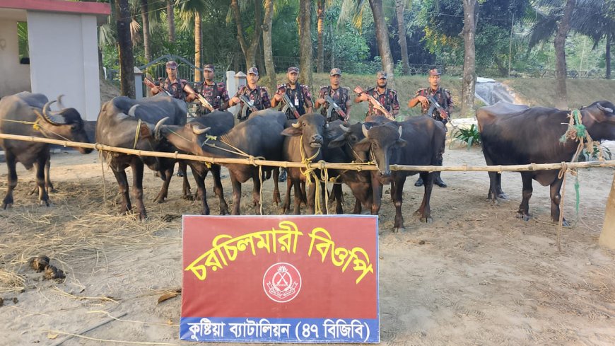 কুষ্টিয়ায় বিজিবির অভিযানে ভারতীয় মহিষ ও কোকেন উদ্ধার