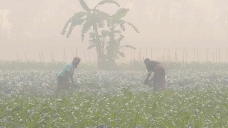 চুয়াডাঙ্গায় মৃদু শৈত্যপ্রবাহ, তাপমাত্রা কমে দাঁড়ালো ৮ ডিগ্রিতে